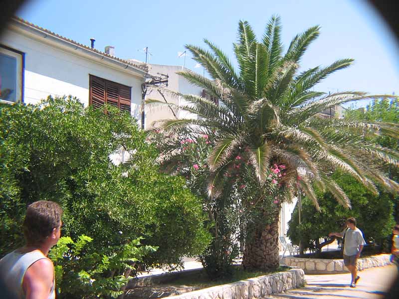 Palme in der Stadt Pag