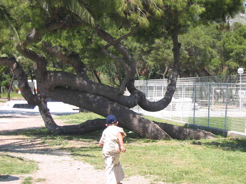 kein Halten mehr für Manuel bei diesem Baum