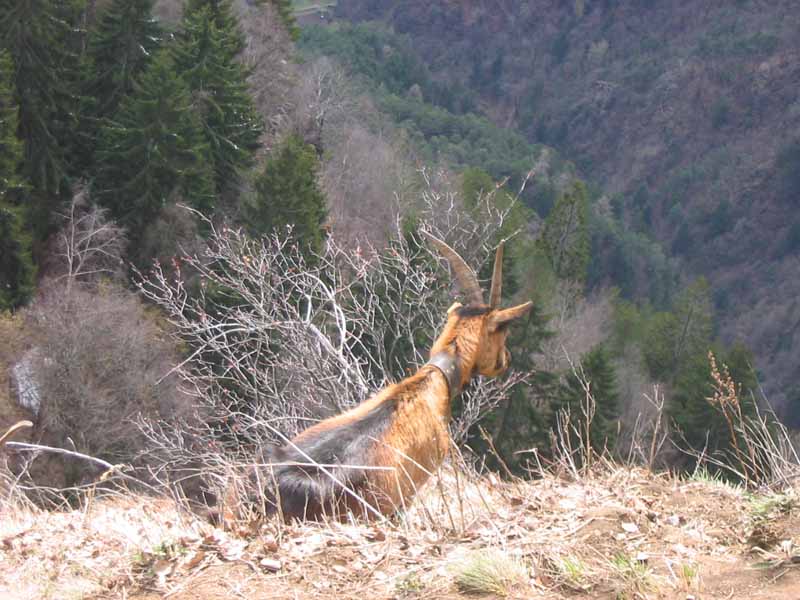 ein angestammter Bergbewohner