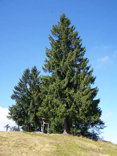 Auf dem "Hündle" - nahe Oberstaufen