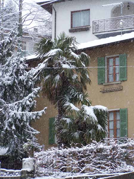 Palme im Schnee