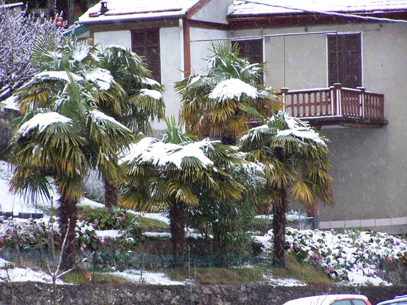 Palmen im Schnee