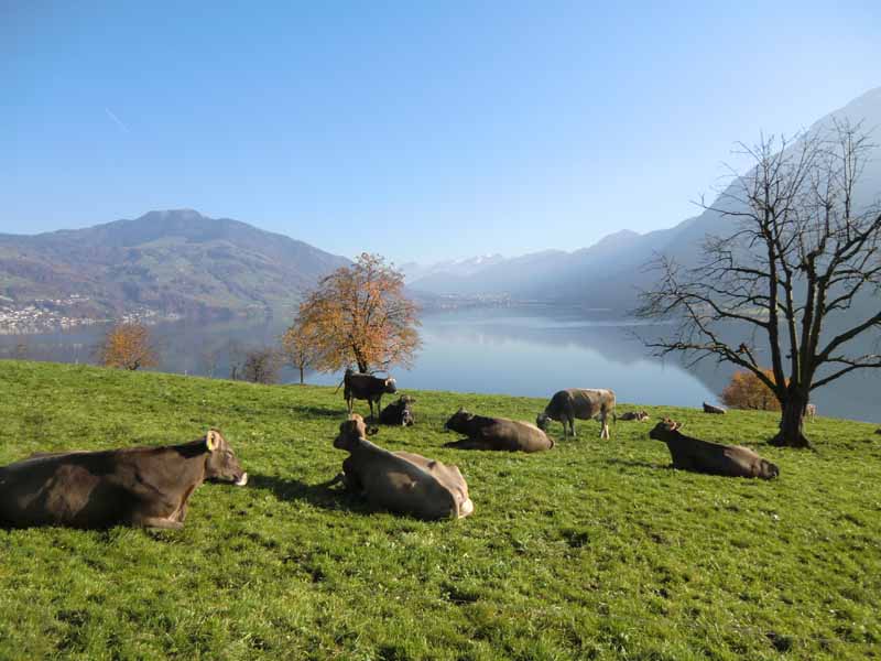 nahe Immensee am Zuger See