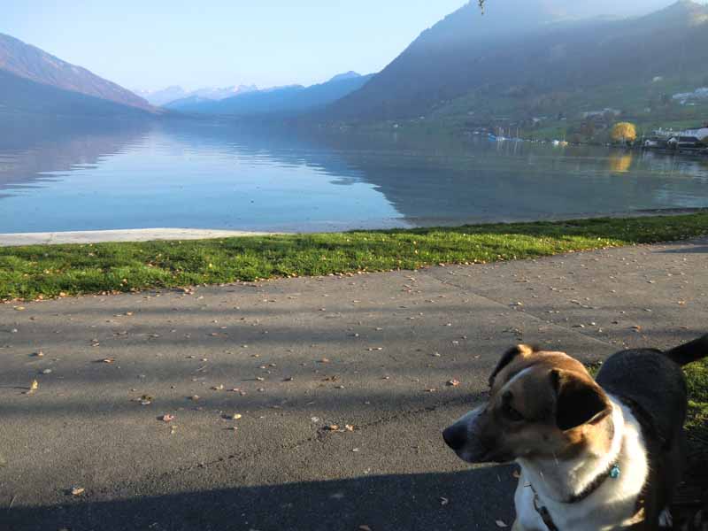 nahe Immensee am Zuger See