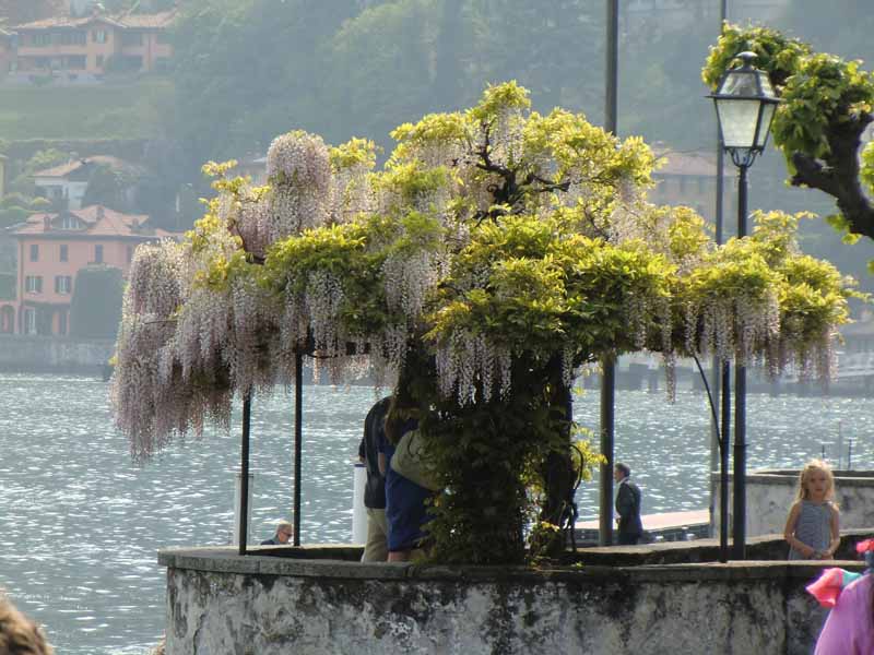 Uferpromenda in Menaggio - Comer See