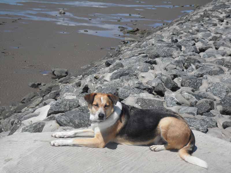 Rudi geniesst die Sonne bei Ebbe
