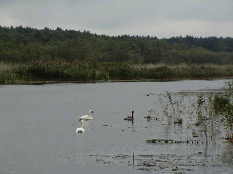 Familie Schwan auf der Havel