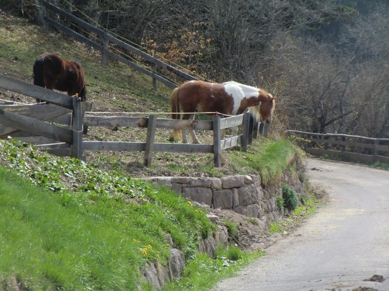 Haflinger in Hafling