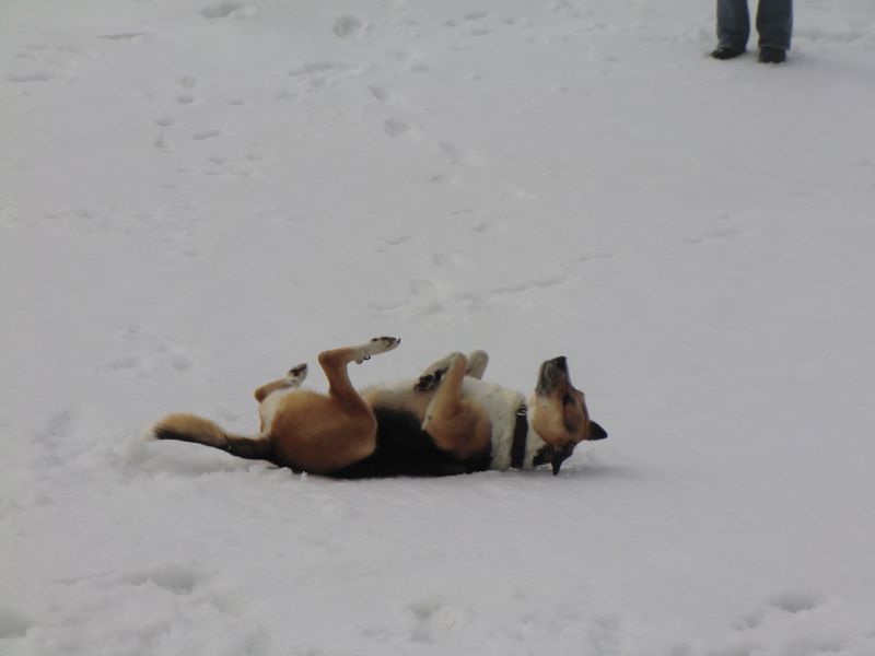 seht mal - ich kann toter Hund