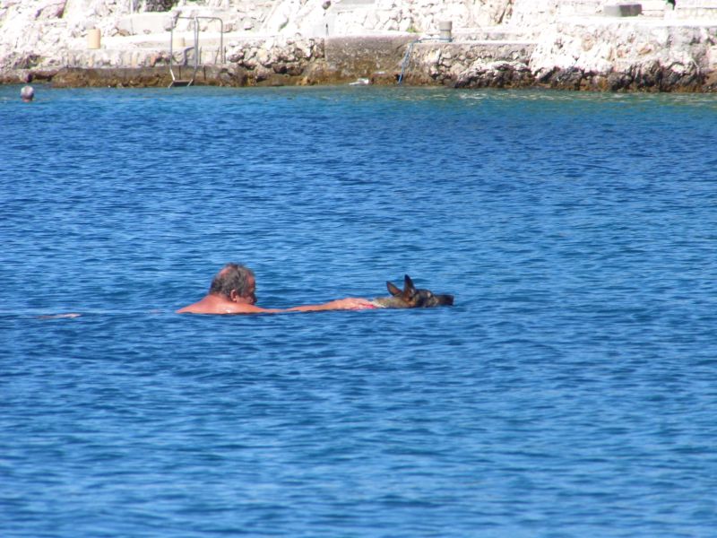 andere Hunde gehen schwimmen