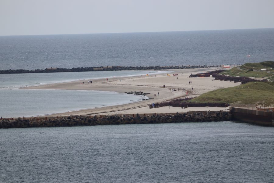 Robben am Strand der Düne
